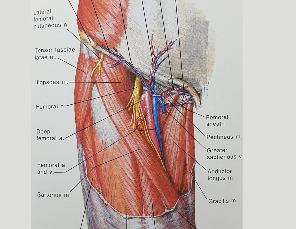 Figura 31: Anatomia da região proximal anterior da coxa, exibindo a musculatura envolvida no acesso cirúrgico.