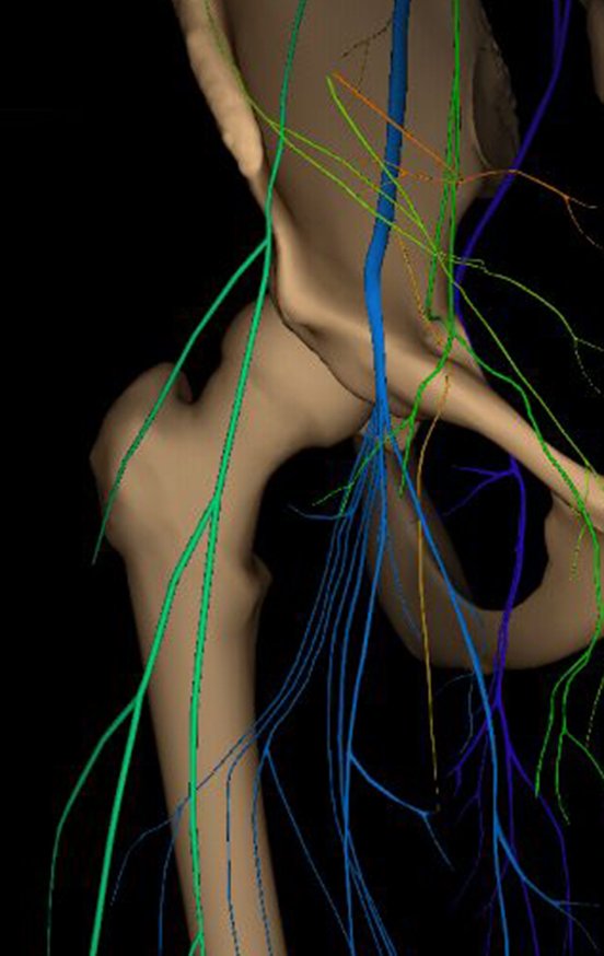 Figura 34: Anatomia vascular (em azul) e nervosa (em verde) da topografia da localização da lesão